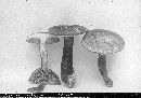 Ganoderma lucidum image