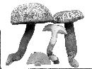 Boletus atkinsonii image