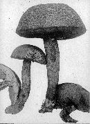 Boletus rugosiceps image