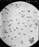 Clavulinopsis fusiformis image