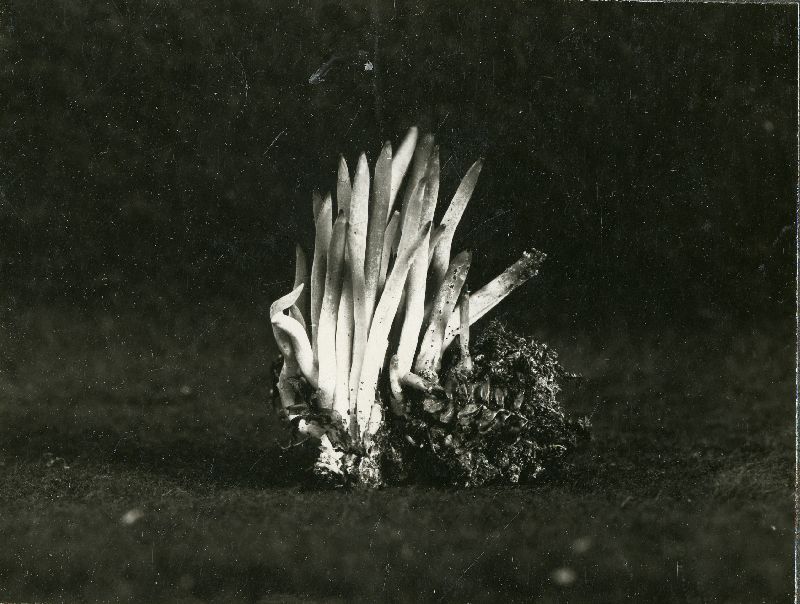 Lachnocladium image
