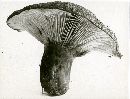 Lactarius atroviridis image