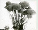 Psathyrella piluliformis image