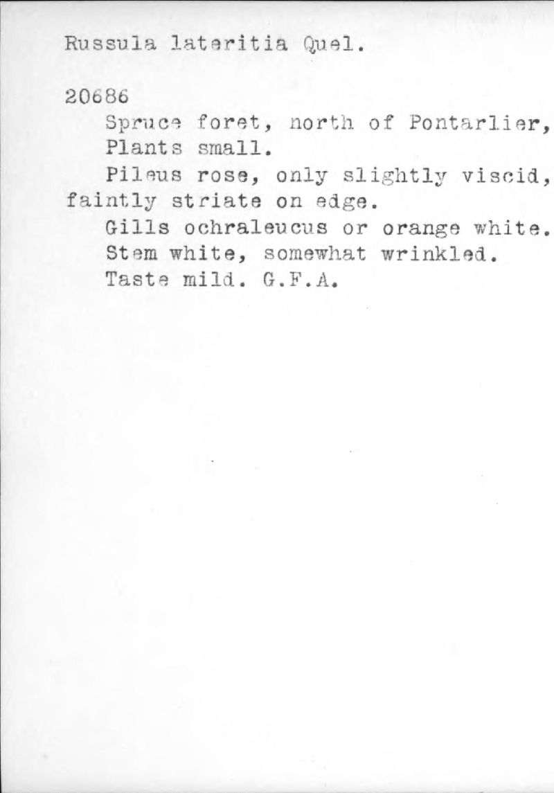 Russula lateritia image