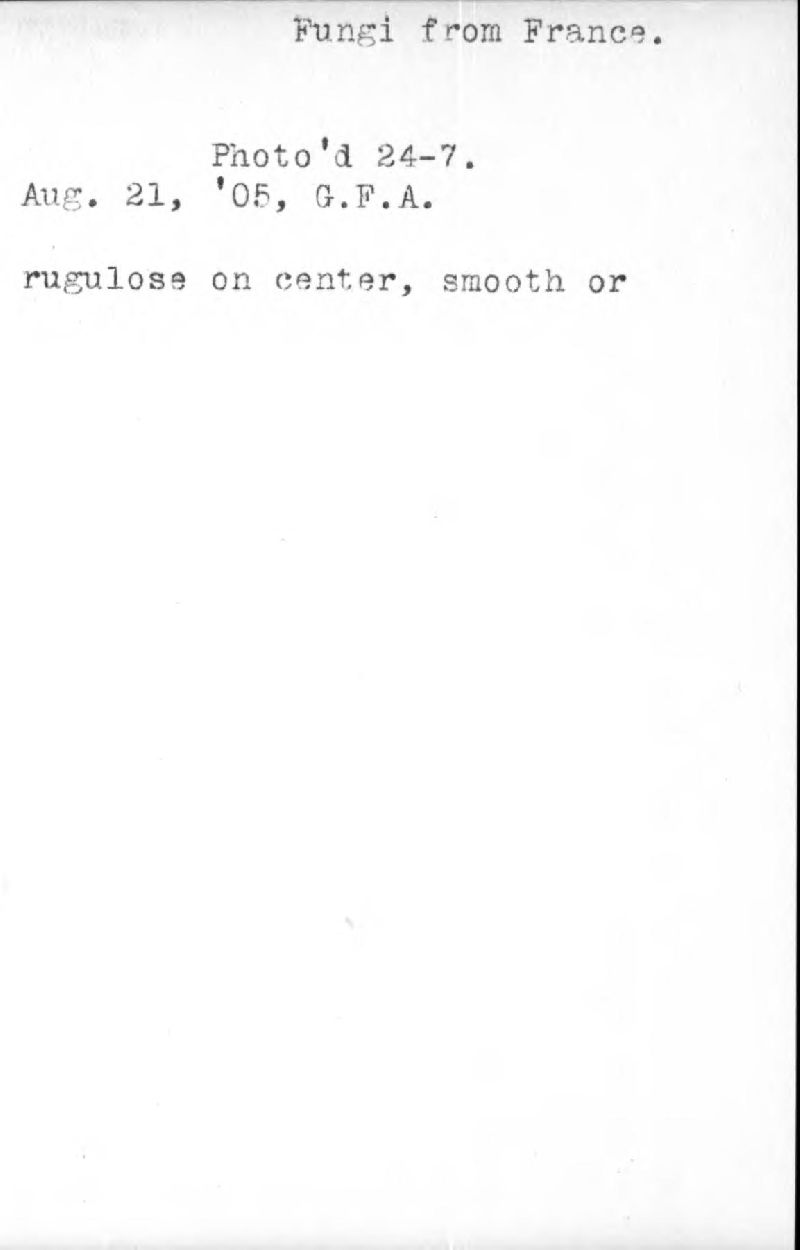 Russula lateritia image