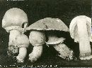 Agaricus flavescens image