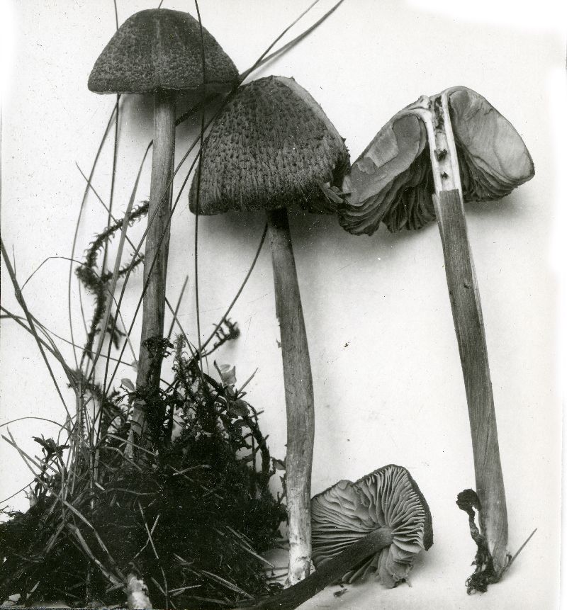Entoloma anatinum image