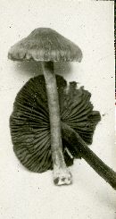 Inocybe umbrina image