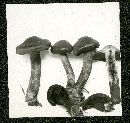 Cortinarius cinnamomeus image