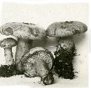 Lactarius pallidus image