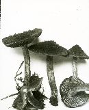 Inocybe destricta image