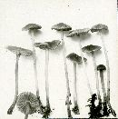 Mycena aurantiomarginata image