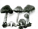 Inocybe scabra image