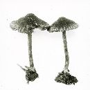 Inocybe deglubens image