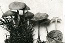 Marasmius oreades image