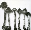 Inocybe bongardii image