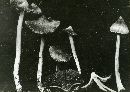 Inocybe rimosa image