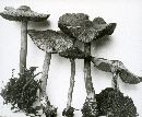 Inocybe bongardii image