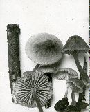 Mycena seynesii image