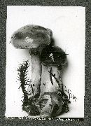 Cortinarius delibutus image