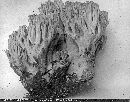 Clavaria rufescens image