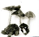 Inocybe rimosa image
