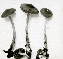 Agrocybe pusiola image