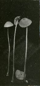 Hemimycena lactea image