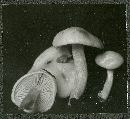 Hygrophorus eburneus image