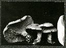 Clitopilus prunulus image