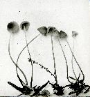 Mycena citrinomarginata image