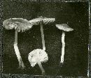 Entoloma sericellum image