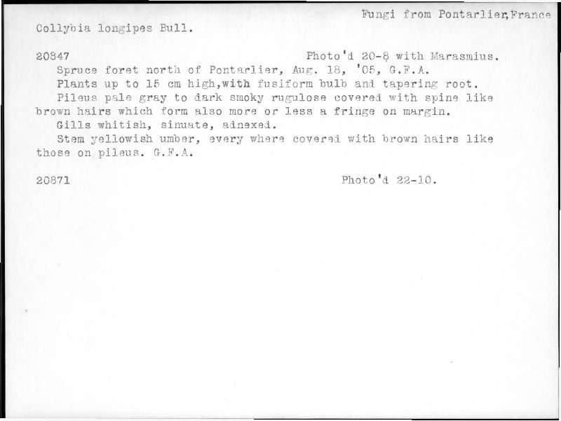 Xerula pudens image