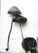 Conocybe tenera image