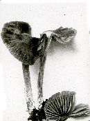 Entoloma pascuum image