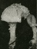 Lepiota clypeolaria image