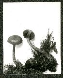 Cortinarius sanguineus image