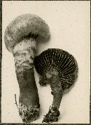 Chroogomphus rutilus image