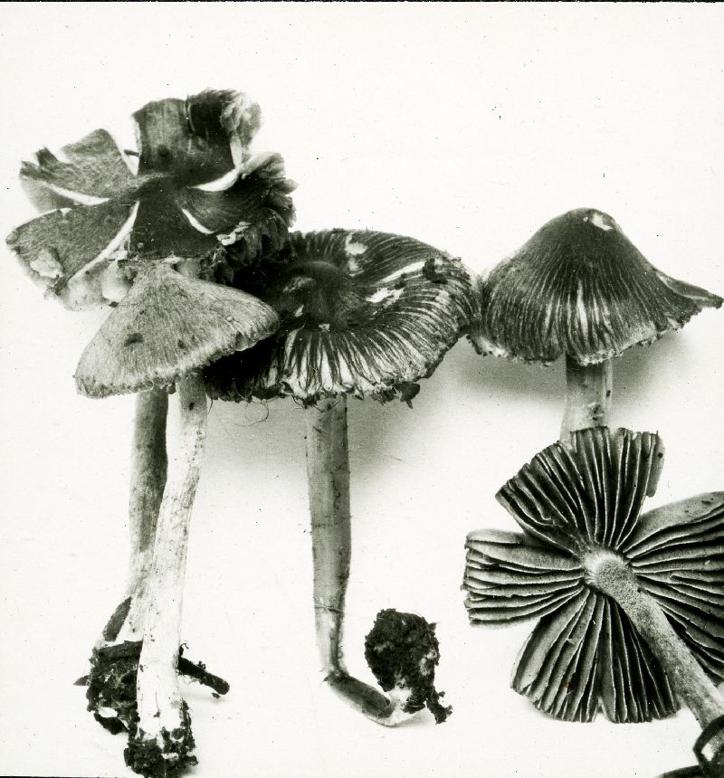 Inocybe descissa image