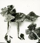 Inocybe descissa image