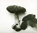 Inocybe destricta image