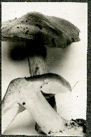 Entoloma bloxamii image