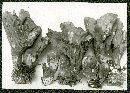 Gomphus clavatus image