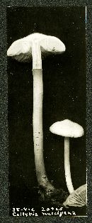 Collybia muscigena image