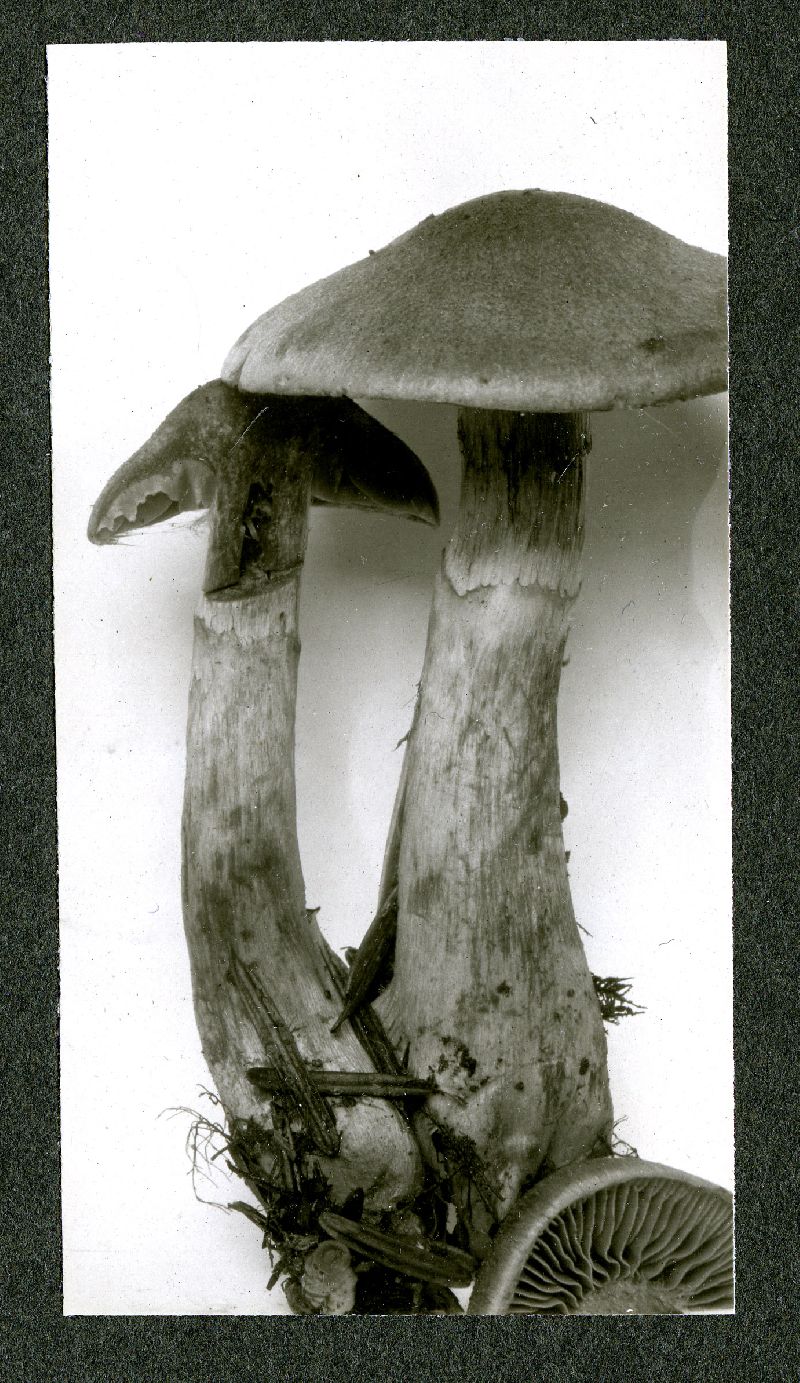 Cortinarius cotoneus image