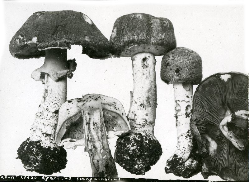 Agaricus sanguinarius image