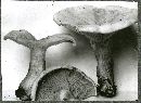 Leucopaxillus giganteus image