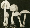 Lepiota clypeolaria image