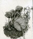 Entoloma serrulatum image