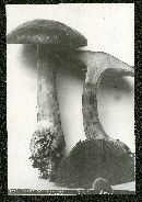 Cortinarius largus image